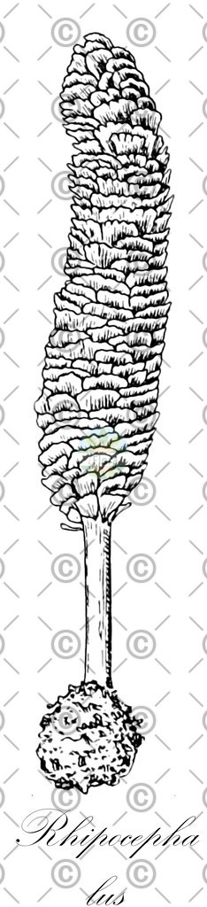 HistAbb_wfo-0000399721_1_ENZY_Simple | Historische Abbildung von Rhipocephalus - Udoteaceae (0) | Historical Illustration of Rhipocephalus - Udoteaceae (0)