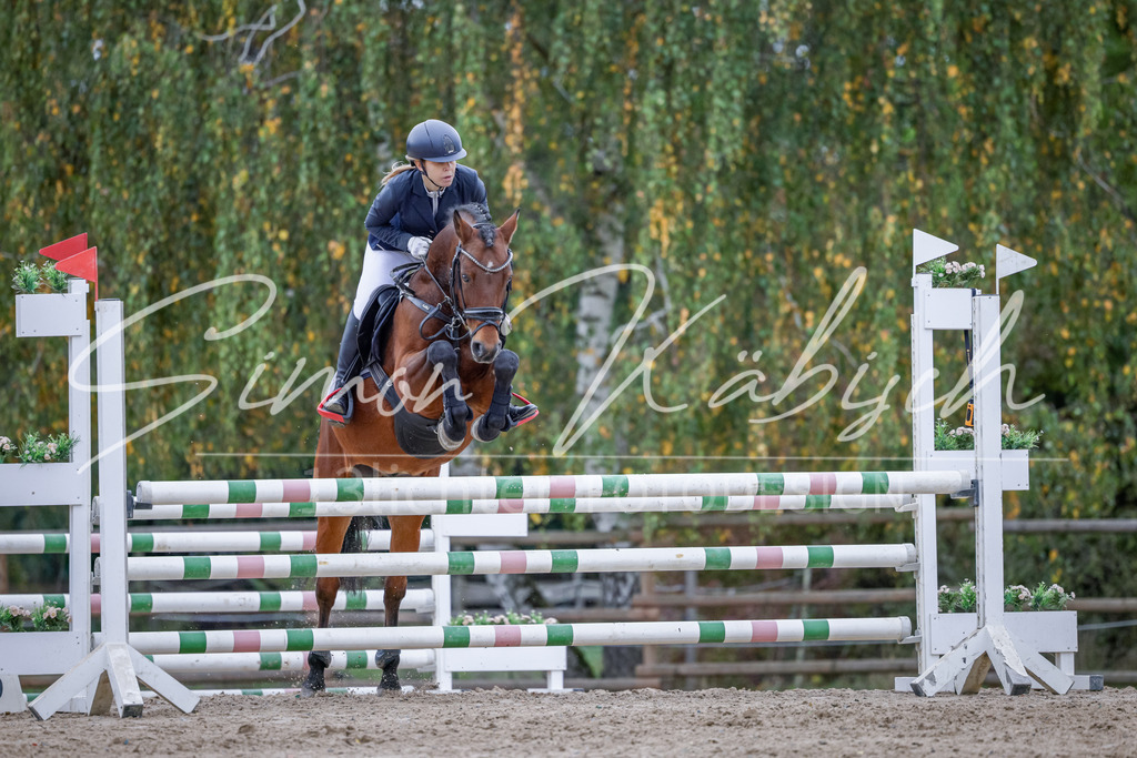 20251012-_3LI4663 | Tierfotografie Pferde, Hunde, Katzen, Haustiere.
Turnierfotografie Reitturniere, Reiten, Springreiten, Dressur in Hanau, dem Main-Kinzig-Kreis und dem Rhein-Main- Gebiet um Frankfurt