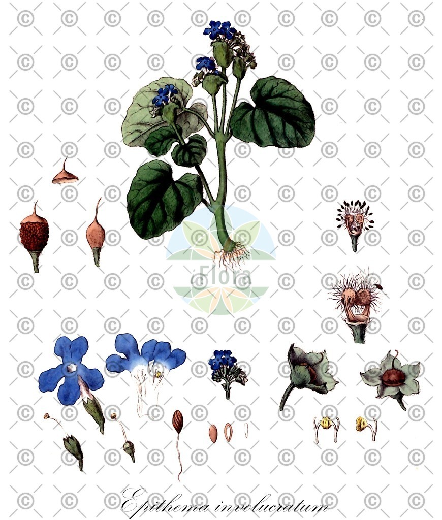 HistAbb_wfo-1000032184_1_ENZY_Simple | Historische Abbildung von Epithema involucratum - Gesneriaceae | Historical Illustration of Epithema involucratum - Gesneriaceae