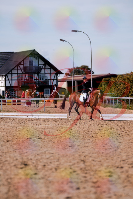 2026_10_03_Siefer-Hof_131909_Z81_67958936 | Professionelle Reitsport-, Turnier- und Eventfotografie von Robert Broda. Galerien mit ausgewählten und bearbeiteten Bildern direkt online ansehen und bestellen.