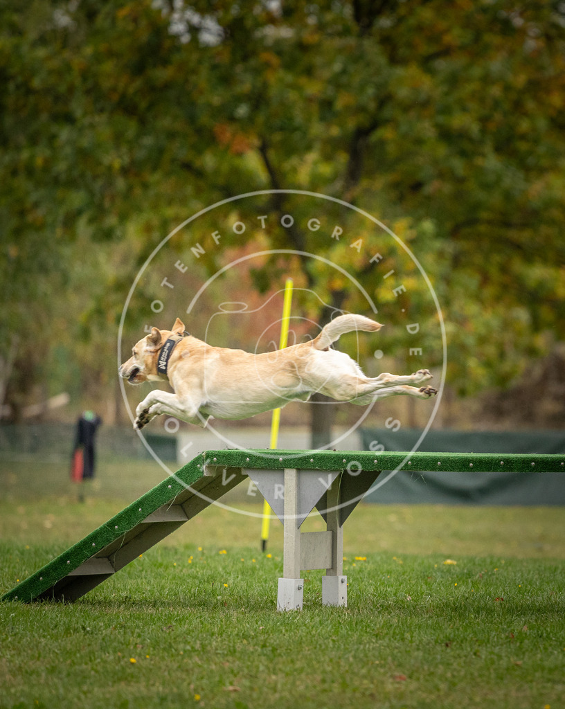 Pfotenfotografie_DV3A9884 | Hundefotografie, Tierfotograf, Pfotenfotografie, Fotoshooting Hund, Hunde Portrait, Hundesport, Hundeportraits, Heideshooting, Hunde, Sportfotograf, Hundefotograf, Turnierhundsport, THS,  - Realisiert mit Pictrs.com