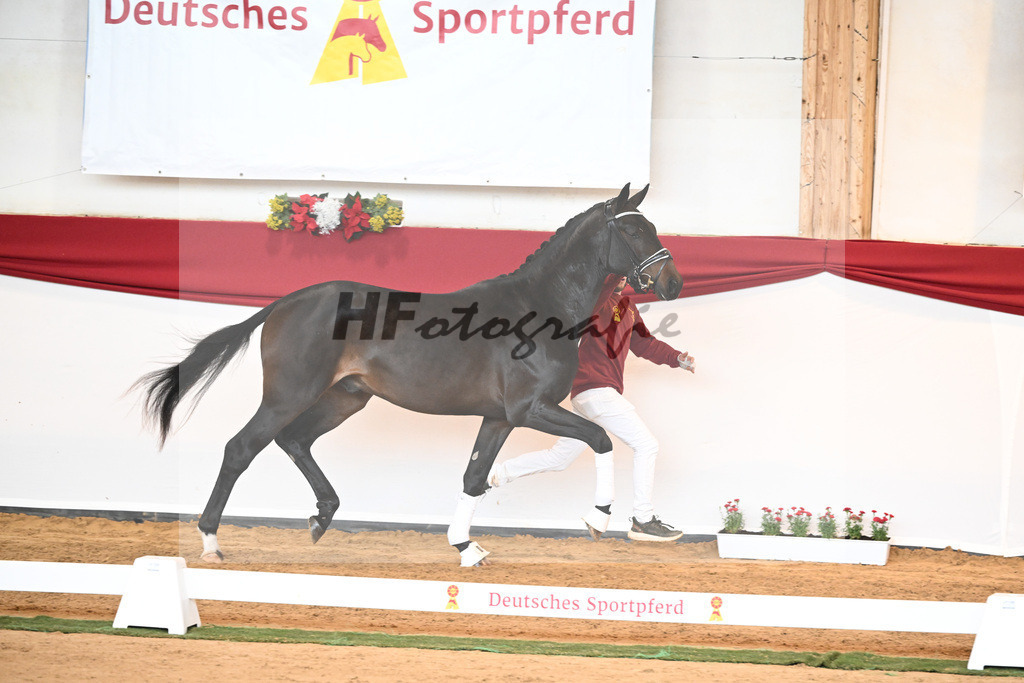 Kat-Nr. 44 Quaterback x Desperados_Ullmann_43230459 | hf-fotografie - Realisiert mit Pictrs.com