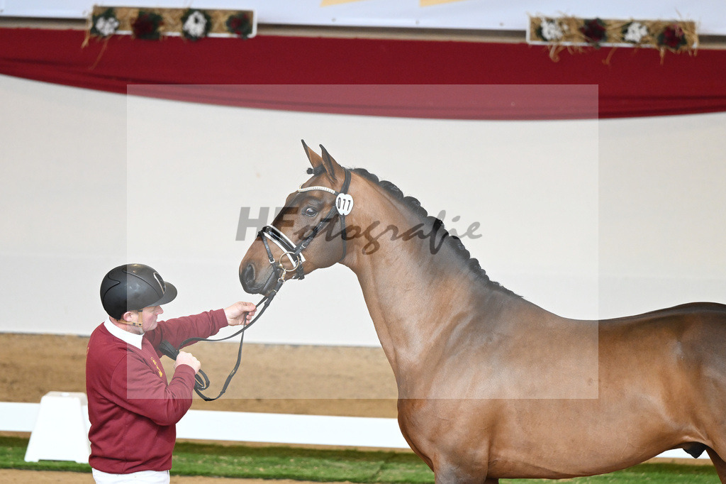 Kat-Nr. 77 Vitalis_Bock_1230544 | hf-fotografie - Realisiert mit Pictrs.com
