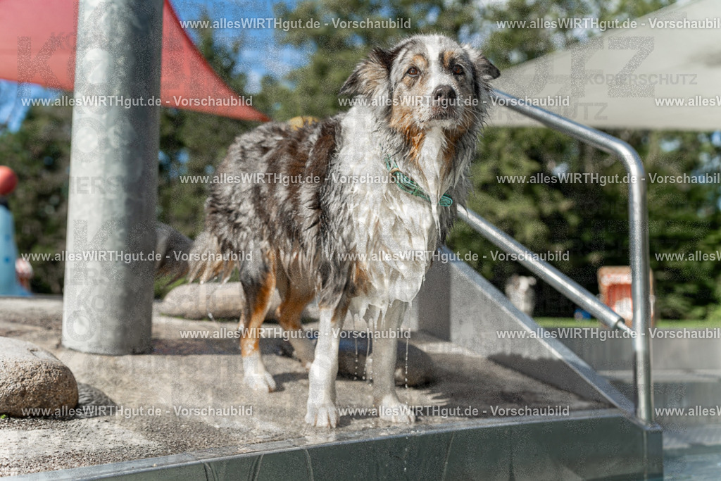 Hundeschwimmen_Volksbad_2026-allesWIRTHgut_Tierfotografie-2609061535-7R501638 | Professionelle Tierfotografie in Mönchengladbach von Daniel Wirth (allesWIRTHgut). Liebevolle & natürliche Bilder von Hunden & Katzen für unvergessliche Erinnerungen.