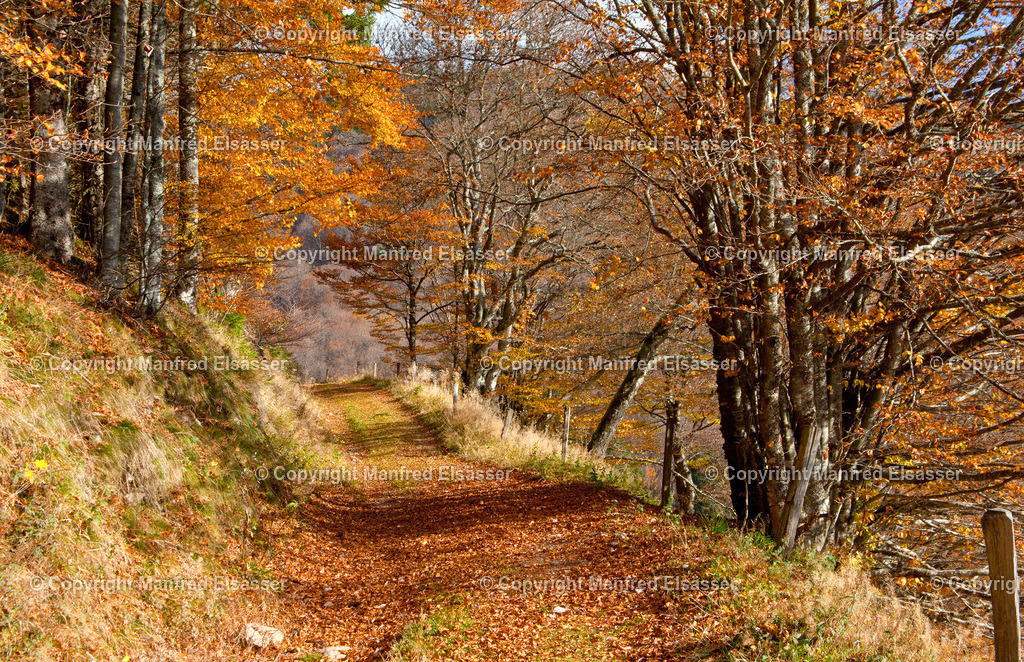 Novembersonne im Laubwald WB-020 | Wald, Ruhe, Erholung, Abschalten, relaxen, Augenoasen, Kraft tanken, Waldbaden, Stress reduzieren, Bäume, Kirschblüten, Frühlingswald, Sonne im Wald, Licht im Wald, Herbstwald, Waldwege, Gebirgswald, Wasser im Wald, Felsen im Wald, - Realisiert mit Pictrs.com