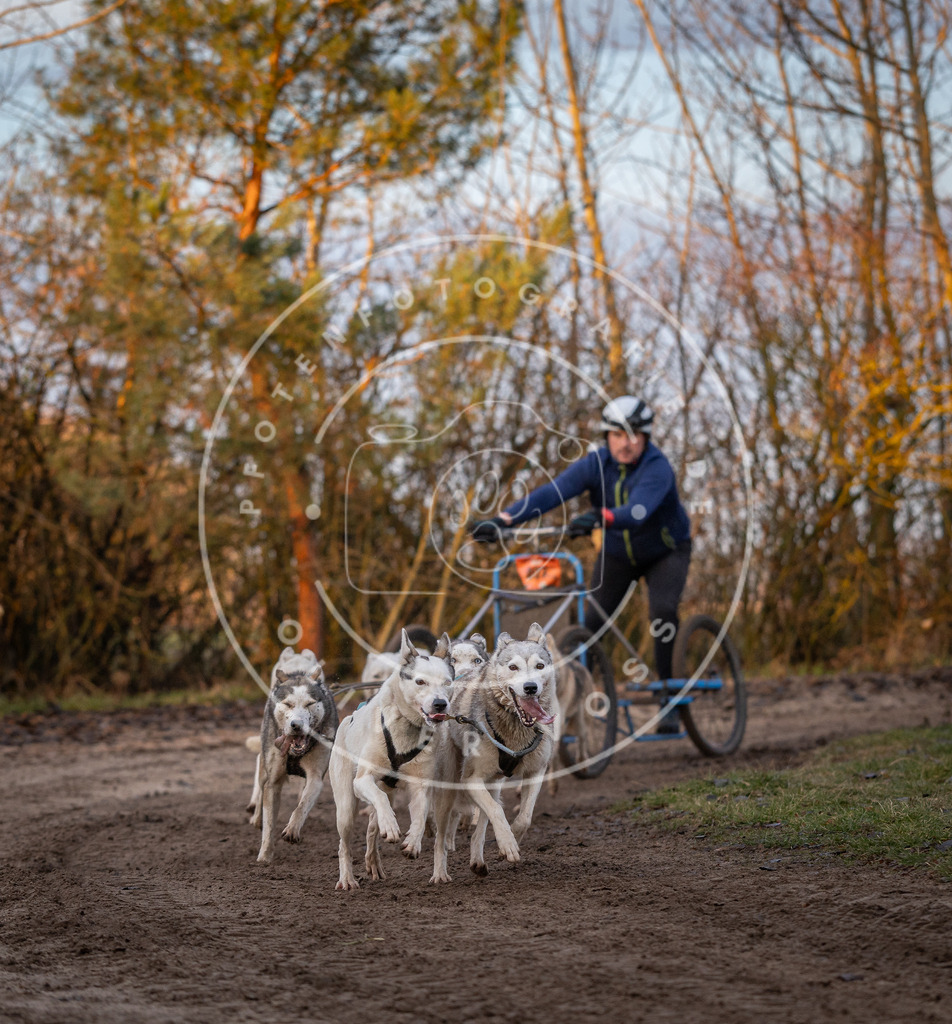 Pfotenfotografie_DV3A5906 | Hundefotografie, Tierfotograf, Pfotenfotografie, Fotoshooting Hund, Hunde Portrait, Hundesport, Hundeportraits, Heideshooting, Hunde, Sportfotograf, Hundefotograf, Turnierhundsport, THS,  - Realisiert mit Pictrs.com