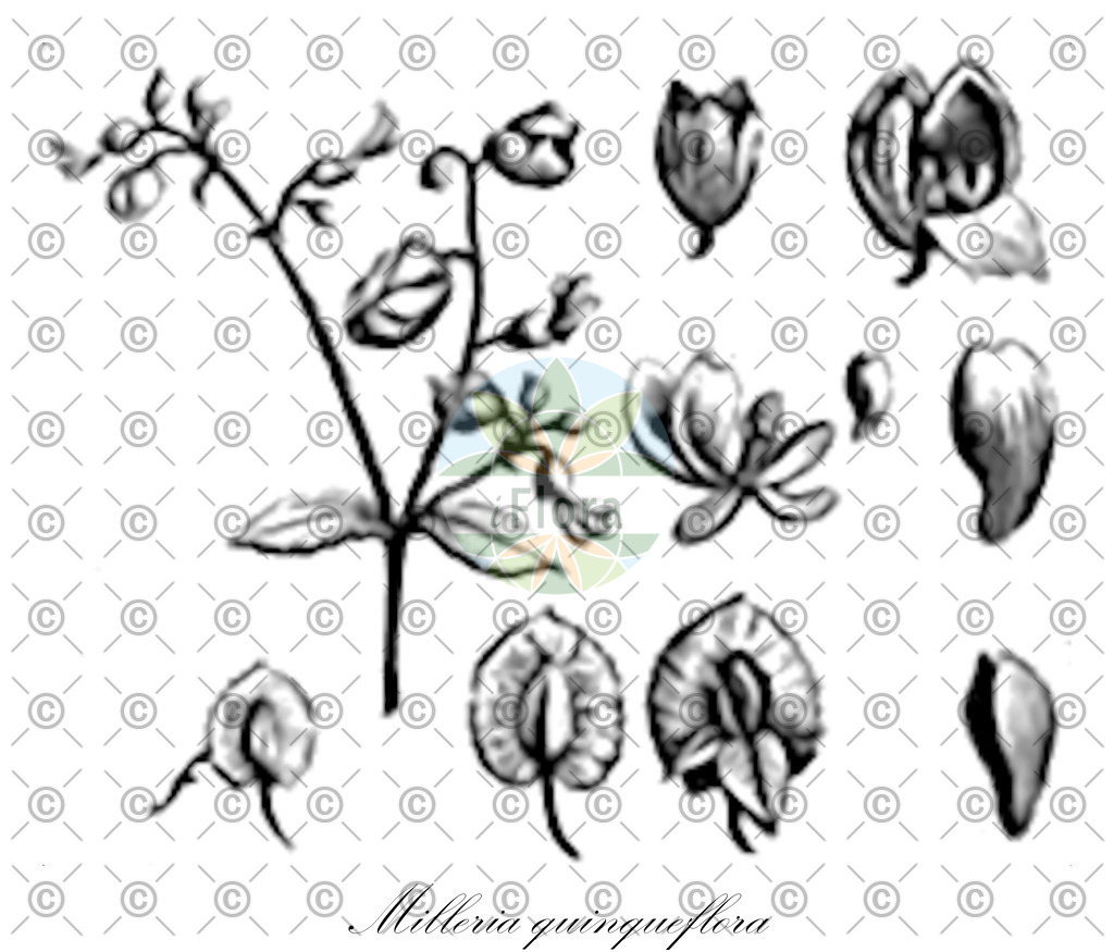 HistAbb_wfo-0000199682_1_ENZY_Simple | Historische Abbildung von Milleria quinqueflora - Asteraceae | Historical Illustration of Milleria quinqueflora - Asteraceae