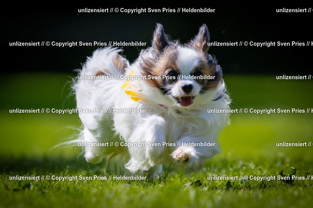 Sven Pries | 2025-08-10 - Hunderennen Durlach - Realisiert mit Pictrs.com