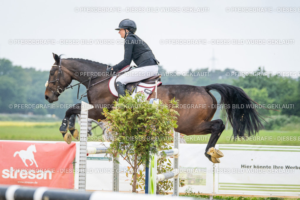 DSC01237 | Pferdegrafie