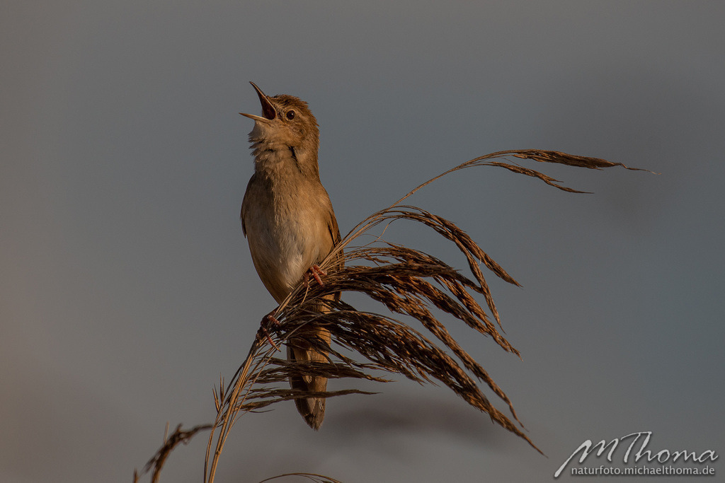 Teichrohrsänger | Dies ist der Online-Shop von naturfoto.michaelthoma.de. Ich bin leidenschaftlicher Naturfotograf und fotografiere von der Andromedagalaxie bis zum Zwergtaucher, von der Ameise bis zum Orionnebel alles was mit Natur zu tun hat. Hier kann eine Auswahl meine - Realisiert mit Pictrs.com