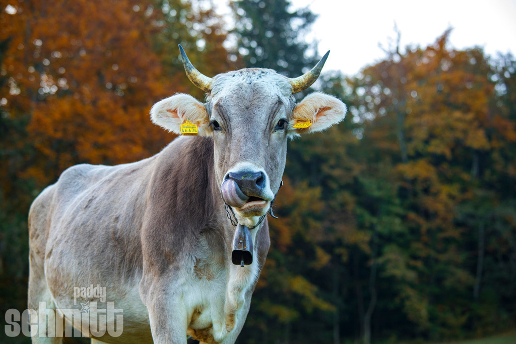 PS-Tiere-2026-65 | Entdecke die größte Bildgalerie der Region mit Fotografien aus dem Allgäu, der Bodenseeregion, Oberschwaben, dem Donautal und der Schwäbischen Alb. Landschaften, Luftaufnahmen und Reisefotografie als Wandbild und Fotokunst. - Realisiert mit Pictrs.com