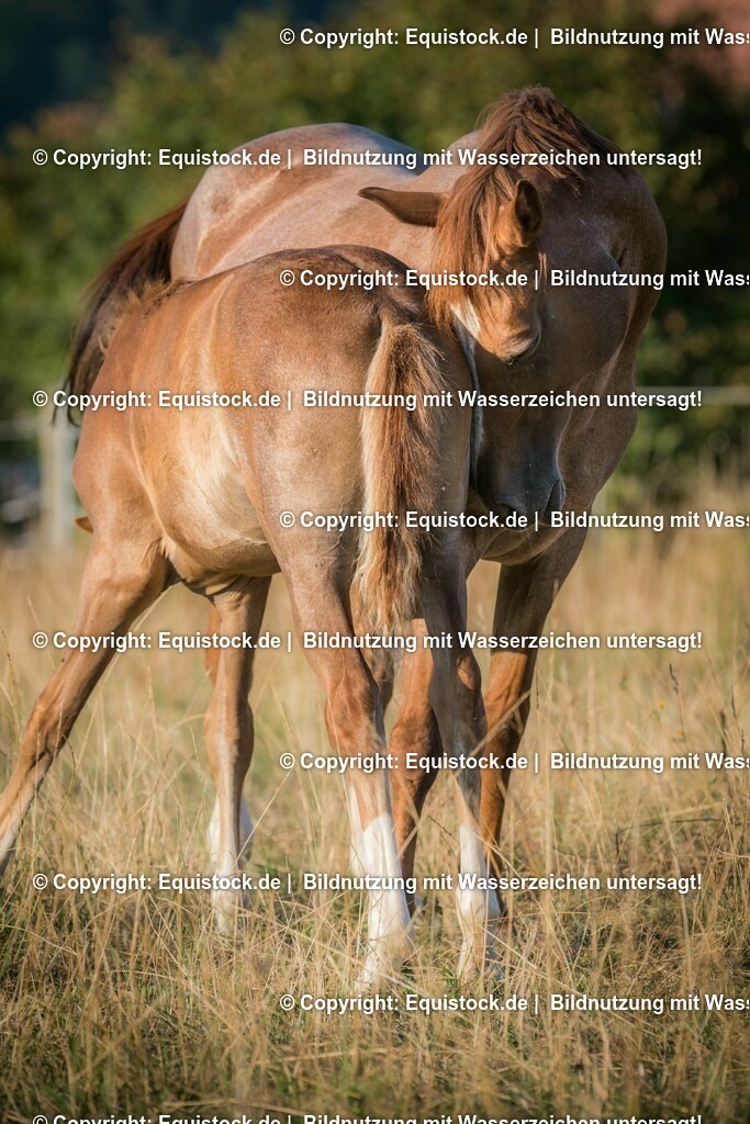 20150807_Fohlen_0039 | equistock