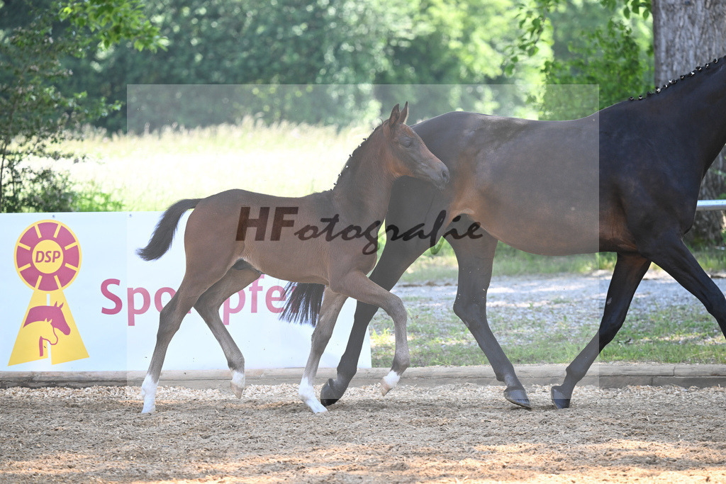 Kat-Nr. 25 HF Follow Hims Schoenweide_Mayr_14230334 | hf-fotografie - Realisiert mit Pictrs.com