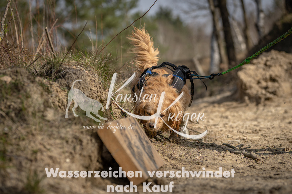1020DSC_5705 | kk-dogfotos