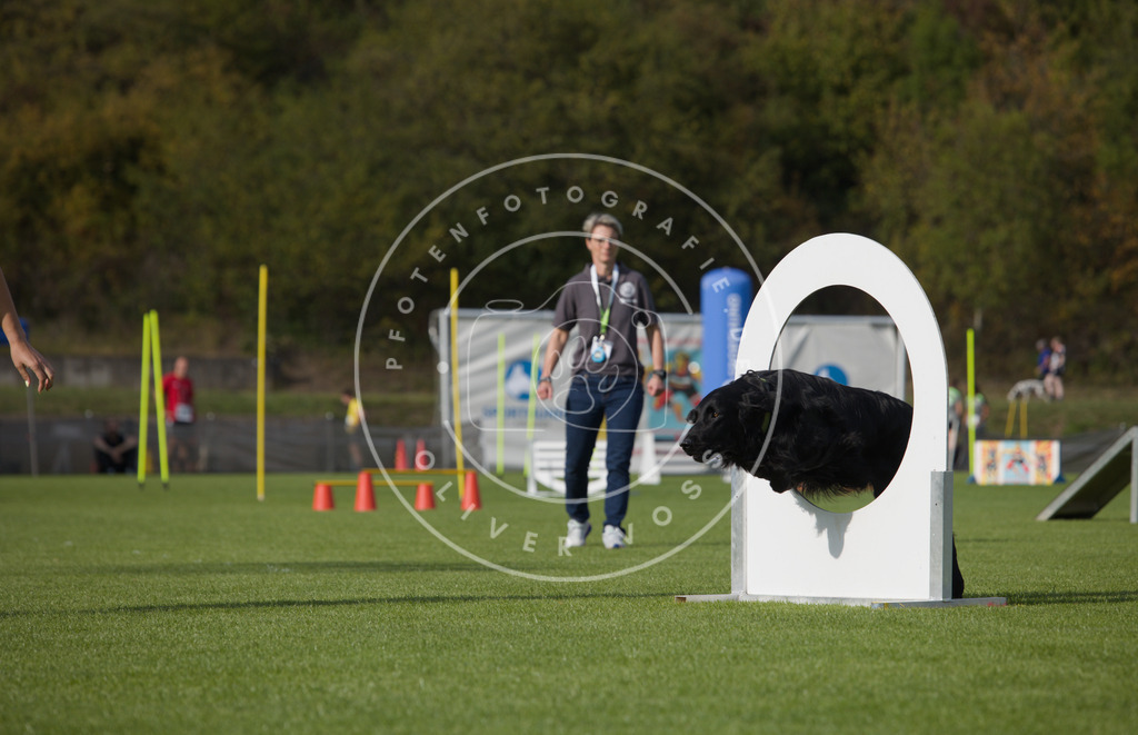 0L8A3783 | Hundefotografie, Tierfotograf, Pfotenfotografie, Fotoshooting Hund, Hunde Portrait, Hundesport, Hundeportraits, Heideshooting, Hunde, Sportfotograf, Hundefotograf, Turnierhundsport, THS,  - Realisiert mit Pictrs.com