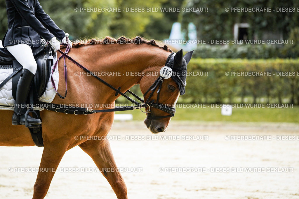 DSC05109 | Pferdegrafie