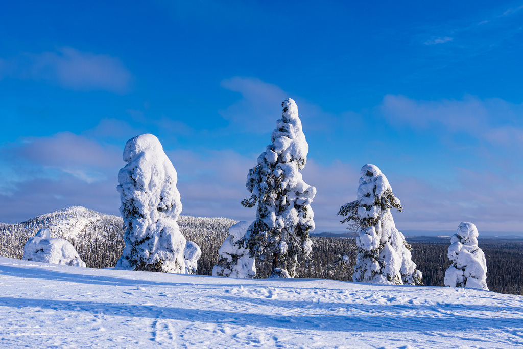 Landschaft mit Schnee im Winter in Ruka, Finnland | Landschaft mit Schnee im Winter in Ruka, Finnland.