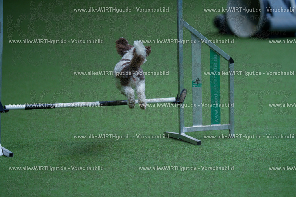 @allesWIRTHgut_Tierfotografie - www.allesWIRTHgut.de - 2604261331-7R502066 | Professionelle Tierfotografie in Mönchengladbach von Daniel Wirth (allesWIRTHgut). Liebevolle & natürliche Bilder von Hunden & Katzen für unvergessliche Erinnerungen.