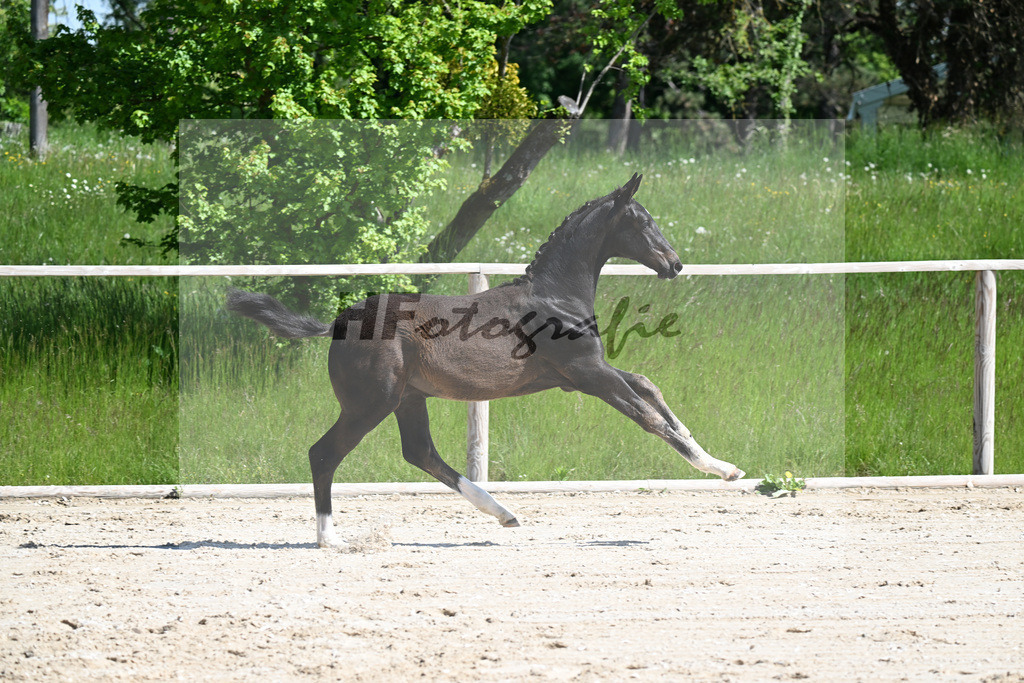 Escaneno x Negro_HF_Eder_10250084 | hf-fotografie - Realizzato con Pictrs.com