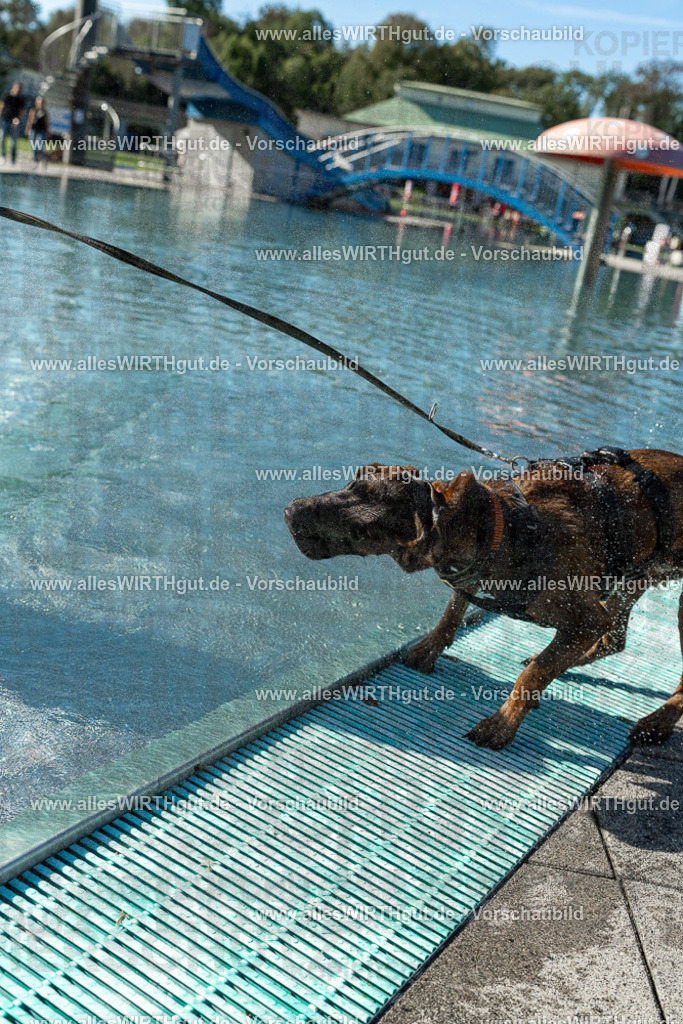 Hundeschwimmen_Volksbad_2026-allesWIRTHgut_Tierfotografie-2609061030-094027-7R508915 | Professionelle Tierfotografie in Mönchengladbach von Daniel Wirth (allesWIRTHgut). Liebevolle & natürliche Bilder von Hunden & Katzen für unvergessliche Erinnerungen.