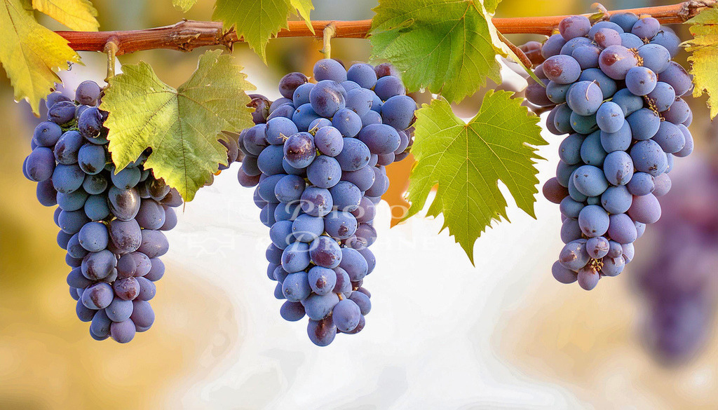 Weintraube- | Weintrauben an Rebe, aus den Trauben des Weinstocks kann man Wein aber auch Traubensaft, Traubengelee, Traubenkuchen, Traubentorte oder aber auch Rosinen machen. - Realisiert mit Pictrs.com