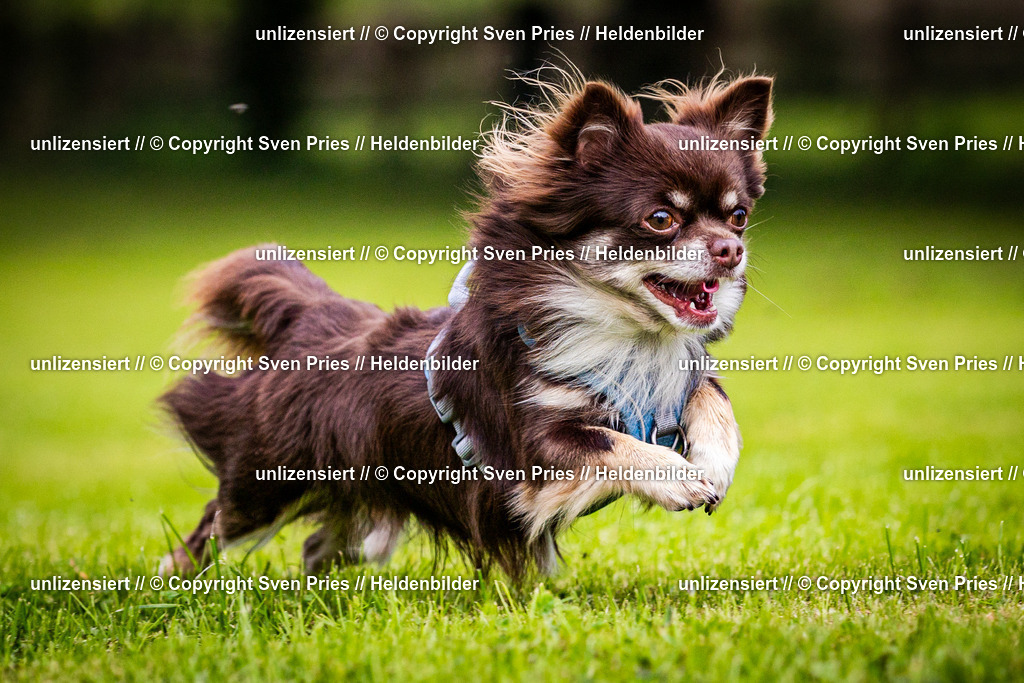 Sven Pries | 2024-09-22 - Hunderennen Baden-BadenPudelverein - Realisiert mit Pictrs.com