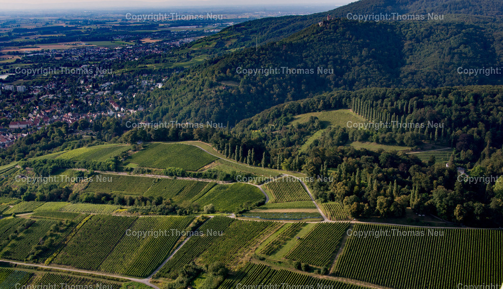 Weinberge Auerbach | Bensheim,Auerbach,Weinberge unterhalb des Fuerstenlagers in suedliucher Richtung, ,, Bild: Thomas Neu