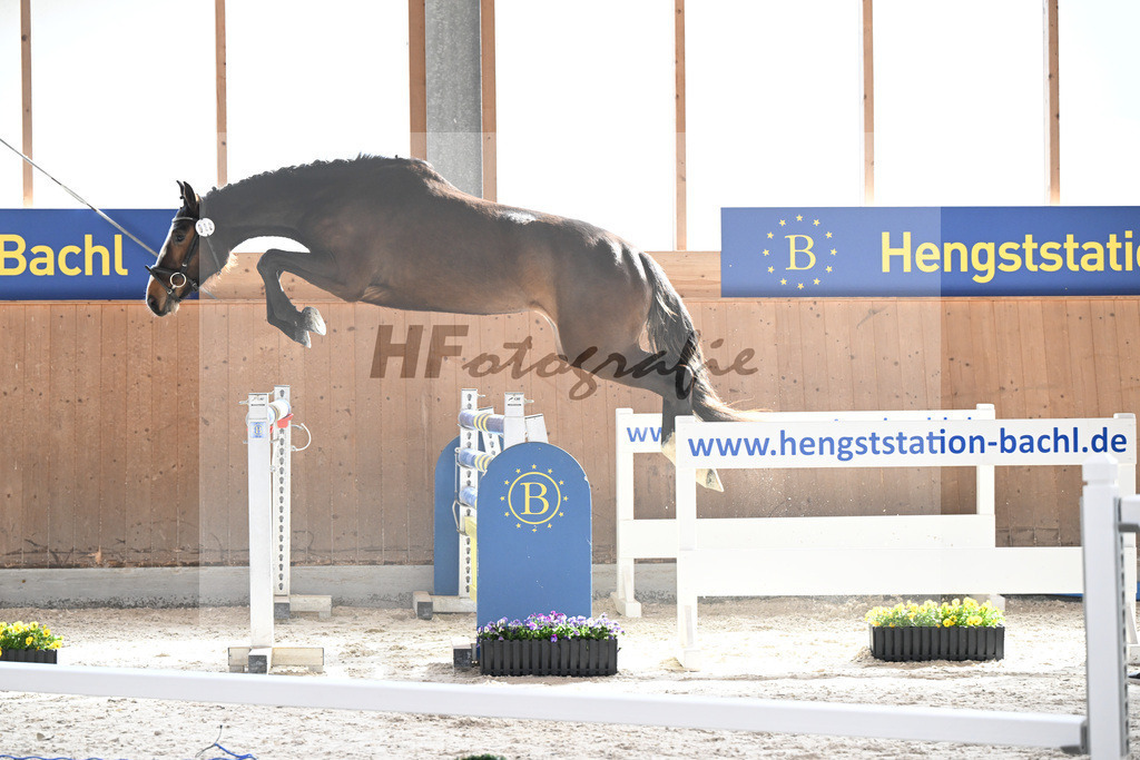 Kat-Nr. 22 Carathella v. Limbothello B_Hoffmeister_5250065 | hf-fotografie - Realisiert mit Pictrs.com