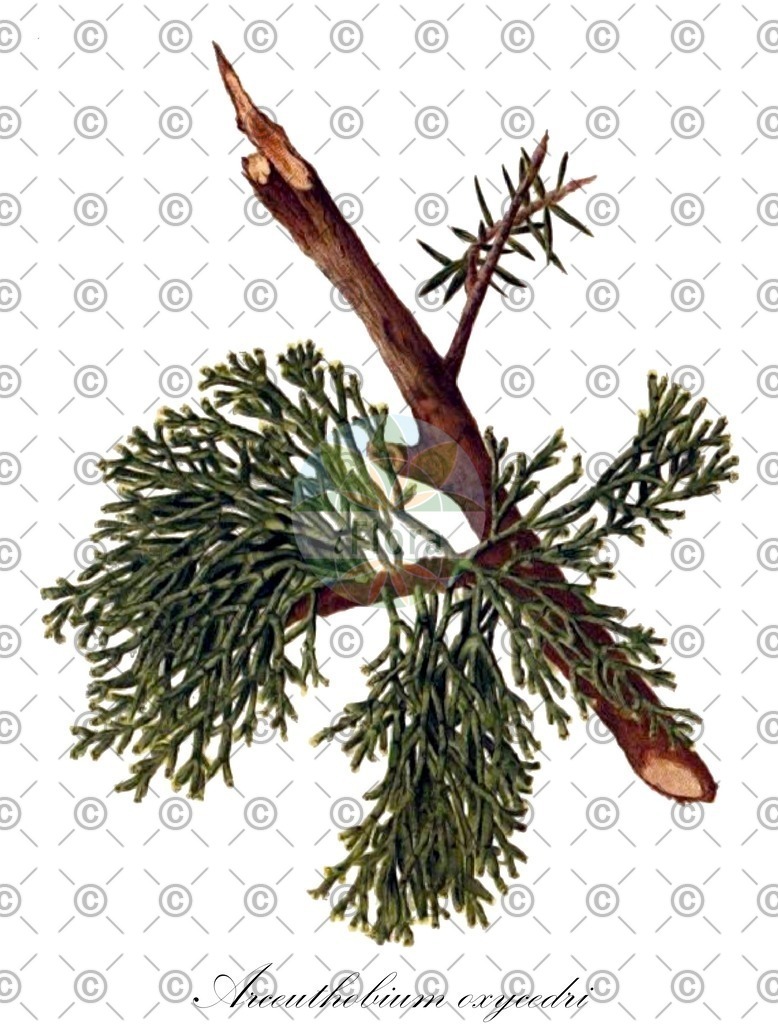 HistAbb_wfo-0000543367_1_ENZY_Simple | Historische Abbildung von Arceuthobium oxycedri - Santalaceae (Wacholdermistel) | Historical Illustration of Arceuthobium oxycedri - Santalaceae