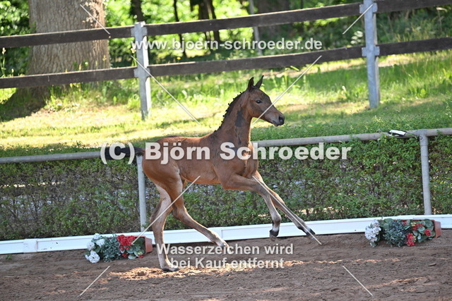 17_Conthalou - Cellestial_758_8412 | Björn Schroeder Pferdefotografie