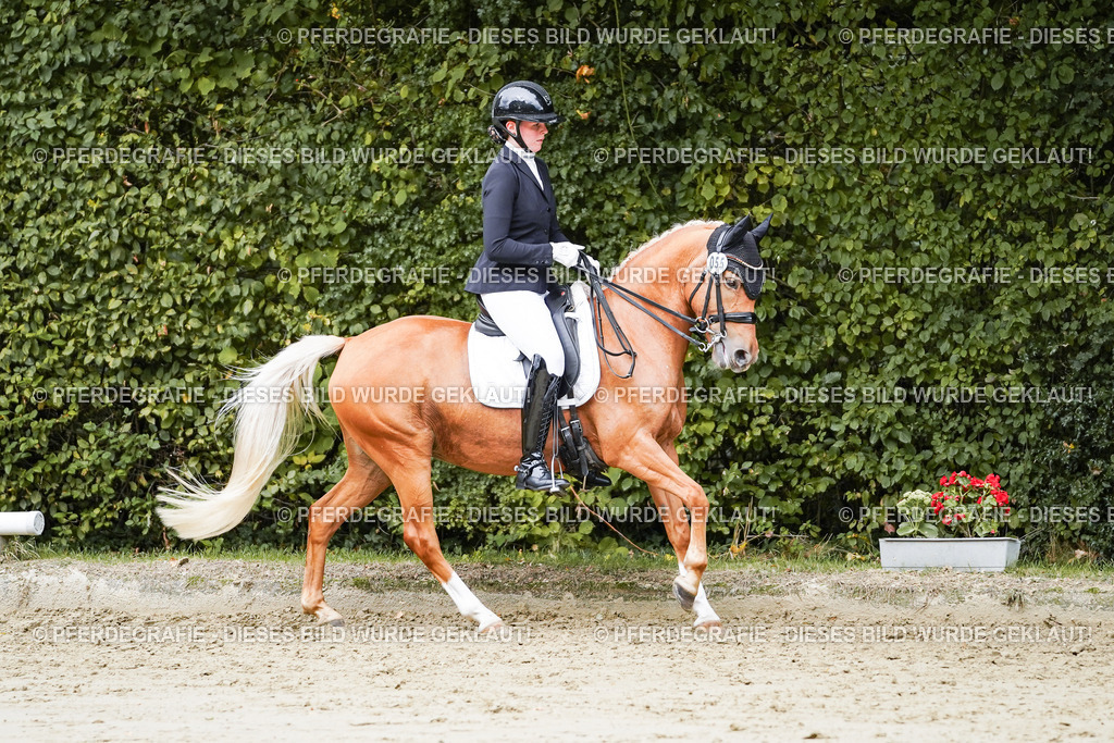 DSC04190 | Pferdegrafie