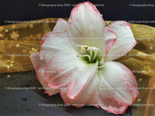 titusgraphy_P6191147-vz-ln | titusgraphy-shop: Geschenkideen mit Qualitätsfotos. titusgraphy-shop: gift ideas with quality photos. titusgraphy-shop: idées cadeaux avec photos de qualité.  - Realisiert mit Pictrs.com