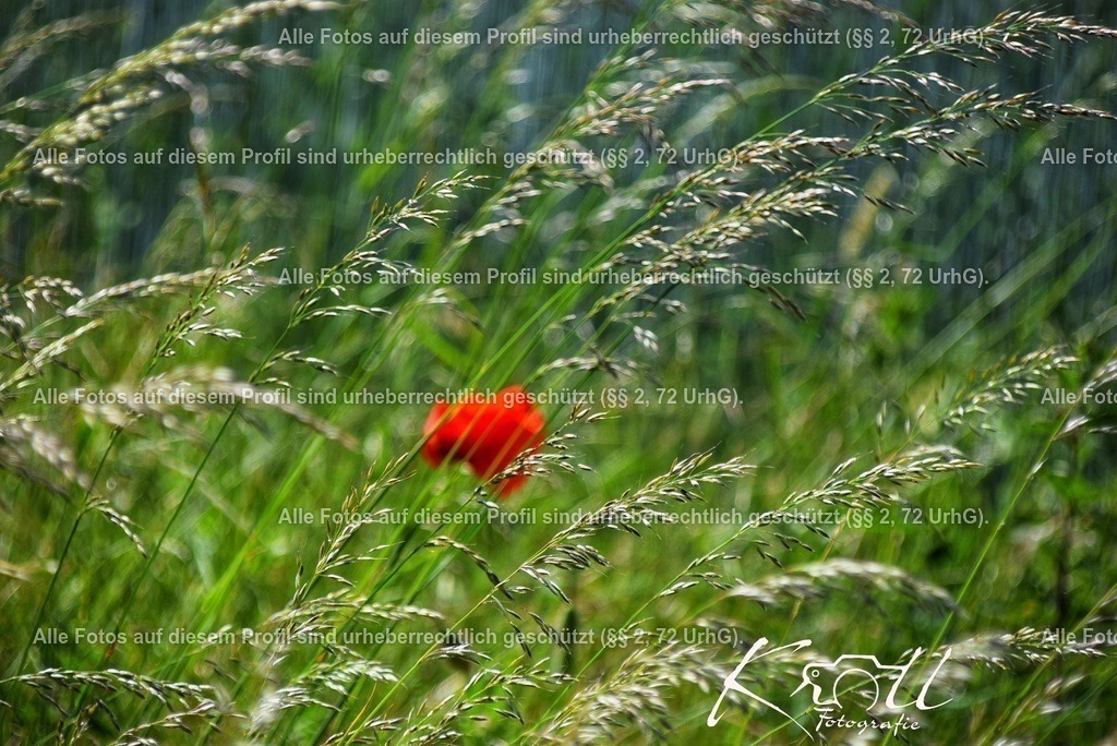 eZy_Watermark_20-03-2023_06-46-59 (1) | krollfotografie - Realisiert mit Pictrs.com
