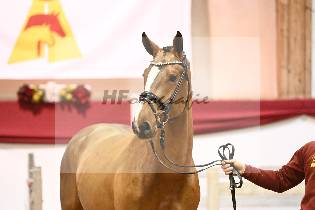 Kat-Nr. 42 Nixon v h Meulenhof x Dominator Z_Groetzner_43231240 | hf-fotografie - Realizzato con Pictrs.com