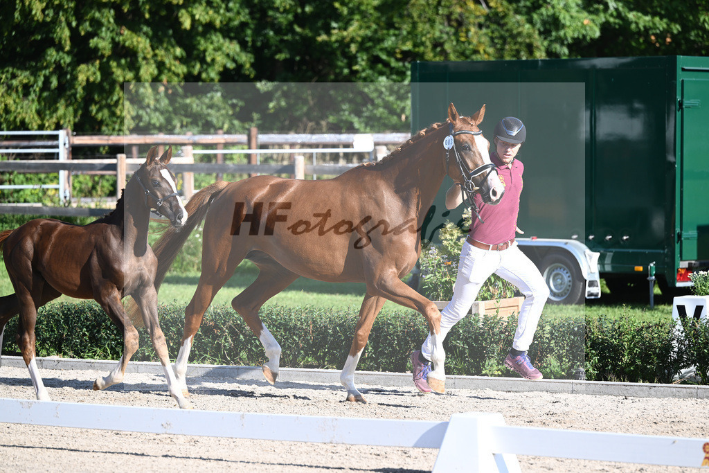 Kat-Nr. 3 Hollyfly_Eisenmenger_36230647 | hf-fotografie - Realisiert mit Pictrs.com