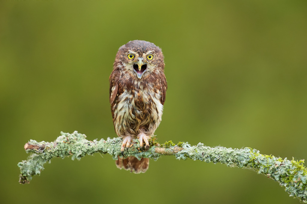 Wandbild: Ausdrucksstarke Zwergohreule | Diese eindrucksvolle Naturaufnahme zeigt eine Zwergohreule auf einem moosbedeckten Ast vor einem weich verschwommenen, grünen Hintergrund. Mit weit geöffnetem Schnabel und wachen Augen wirkt die kleine Eule lebendig, neugierig – fast, als würde sie mit dem Betrachter sprechen. Ein faszinierendes Motiv voller Charakter und Ausdruckskraft. Ideal für Tierfreunde, Naturliebhaber und als besonderer Blickfang an der Wand.