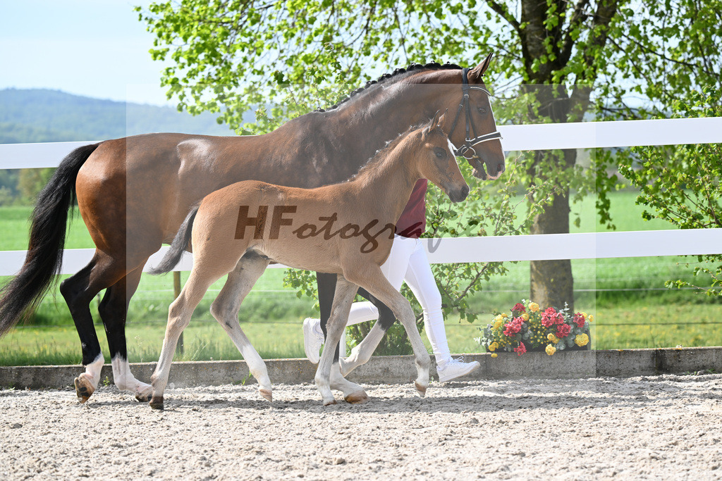Kat-Nr. 811 HF v. Grey Tonic x Sir Donnerhall I_Rieder_23260215 | hf-fotografie - Realisiert mit Pictrs.com