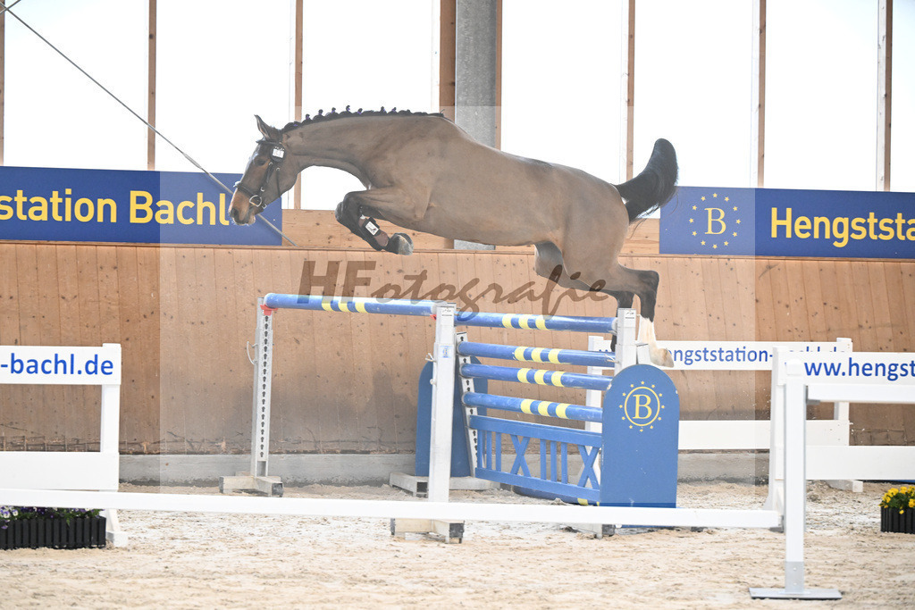 Kat-Nr. 21 Zara vom Imhoff v. Catoki_Imhoff_5251208 | hf-fotografie - Realisiert mit Pictrs.com