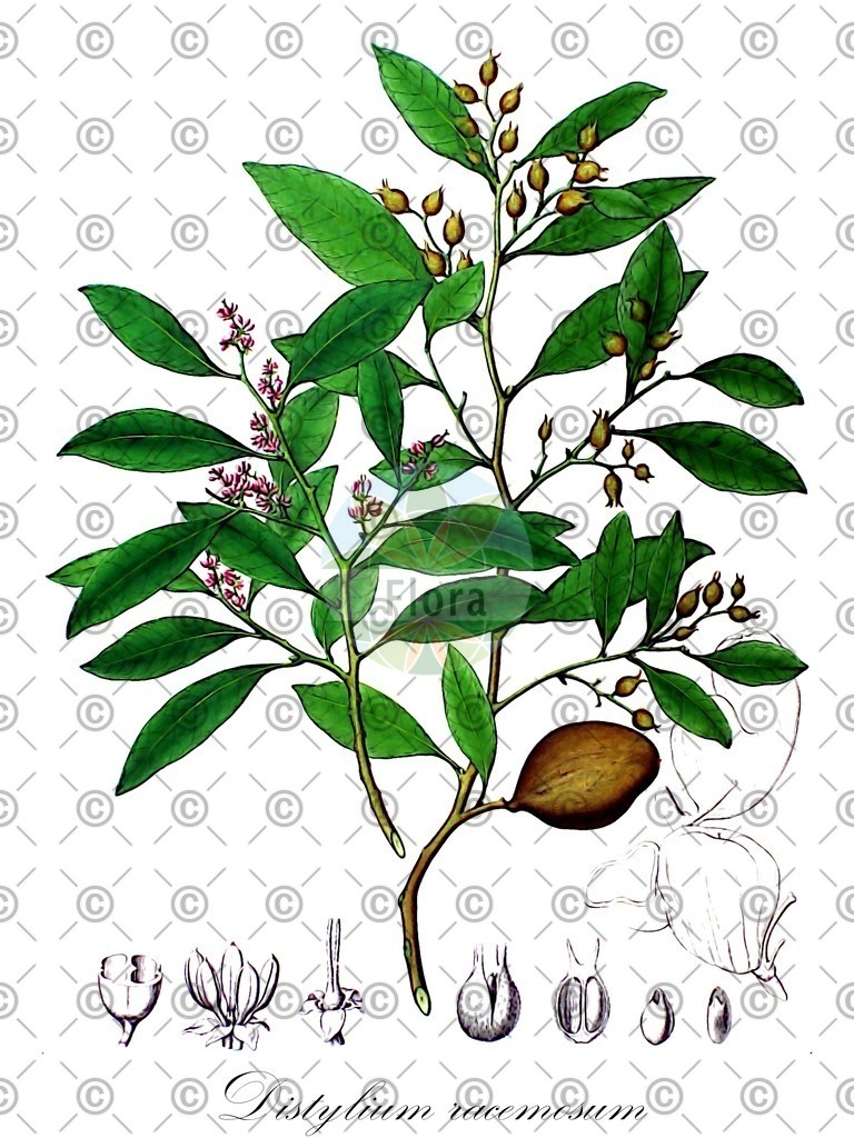 HistAbb_wfo-0000652584_1_ENZY_Simple | Historische Abbildung von Distylium racemosum - Hamamelidaceae | Historical Illustration of Distylium racemosum - Hamamelidaceae