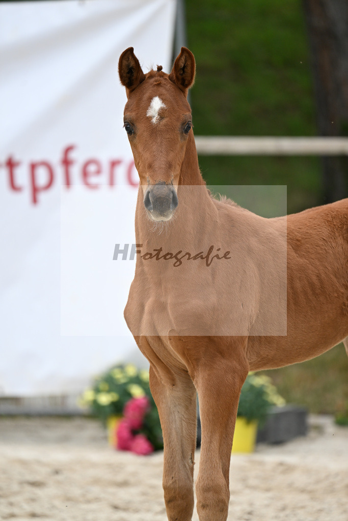 Kat-Nr. 18 SF Feliciano x Va Bene_Schuster_24260847 | hf-fotografie - Realisiert mit Pictrs.com