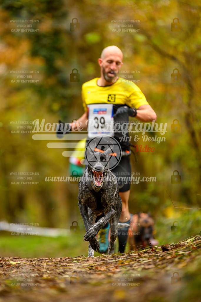 MompixPhotography_Bischwiller24_SA_Canicross-10 | mompixphotography