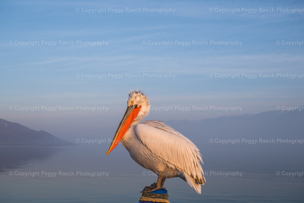Pelikane (11) | PeggyRaschPhotography - Realisiert mit Pictrs.com
