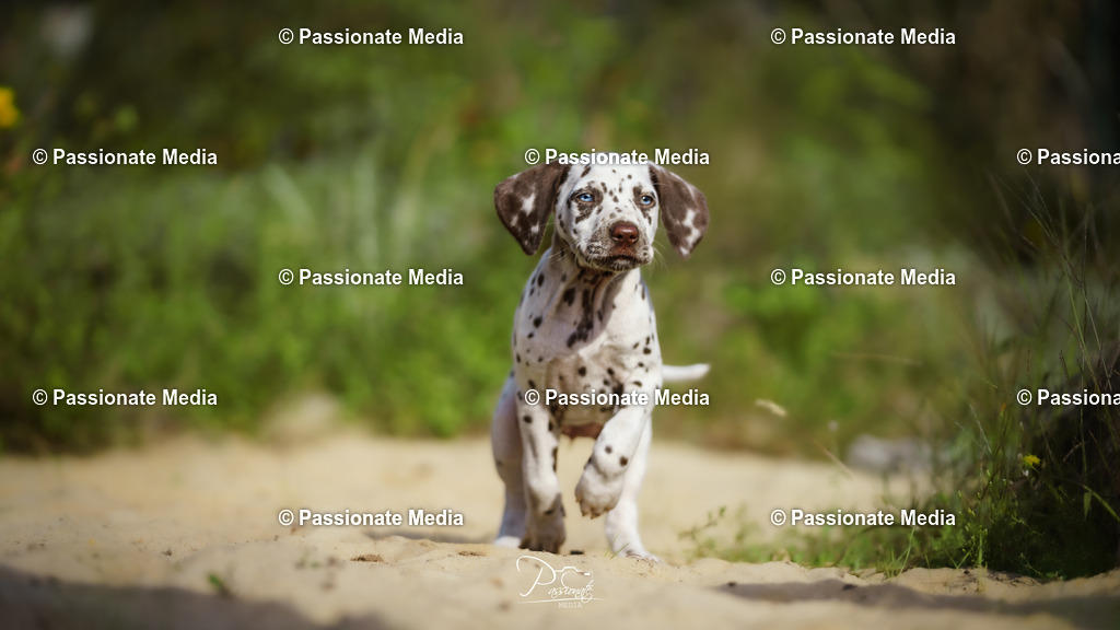 DSC05841 | Passionate Media, dein Fotograf aus Brandenburg, Märkisch Oderland, im Bereich Motorsport, Autos und Motorräder sowie Events und auch Hunde. Shootings oder auch Eventbegleitungen können bei mir gebucht we