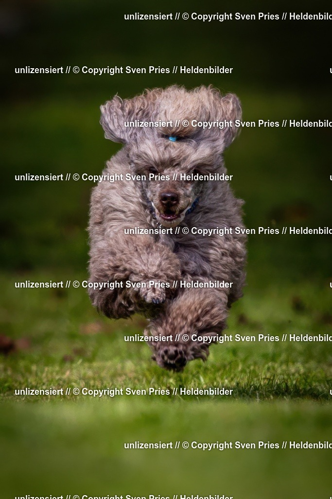 Sven Pries | 2024-09-22 - Hunderennen Baden-BadenPudelverein - Realisiert mit Pictrs.com