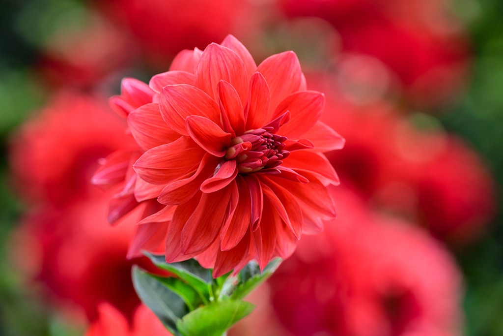 Schmuck Dahlie Rotes Feuerwerk | Rot, die Farbe der Liebe, Sinnbild für Leidenschaft, der Ausdruck verliehen wird durch die Schmuck Dahlie „Rotes Feuerwerk“. — Original-Größe des Bildes: 8256 x 5504 px. - Realisiert mit Pictrs.com