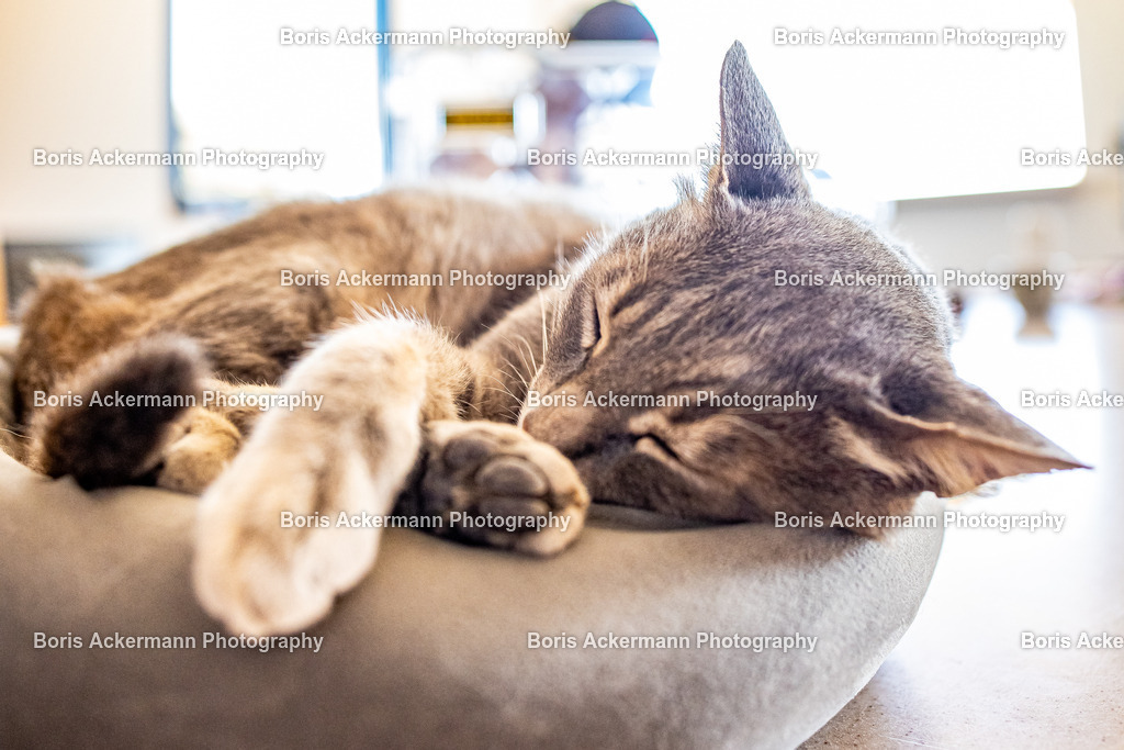 20260626-1M5A4857 | Handsignierte Unikate in Museumsqualität aus dem Oberwallis. Bergfotograf Boris Ackermann – Fine Art Prints auf Hahnemühle & Alu-Dibond. Fee Galerie Saas-Fee.