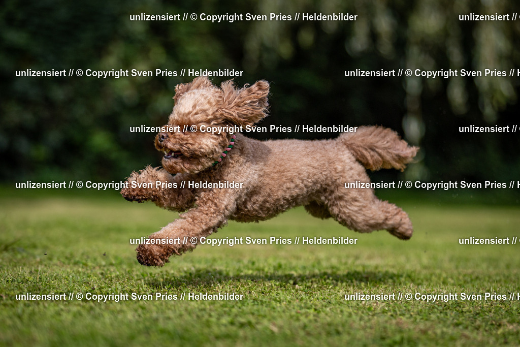 Sven Pries | 2024-09-22 - Hunderennen Baden-BadenPudelverein - Realisiert mit Pictrs.com