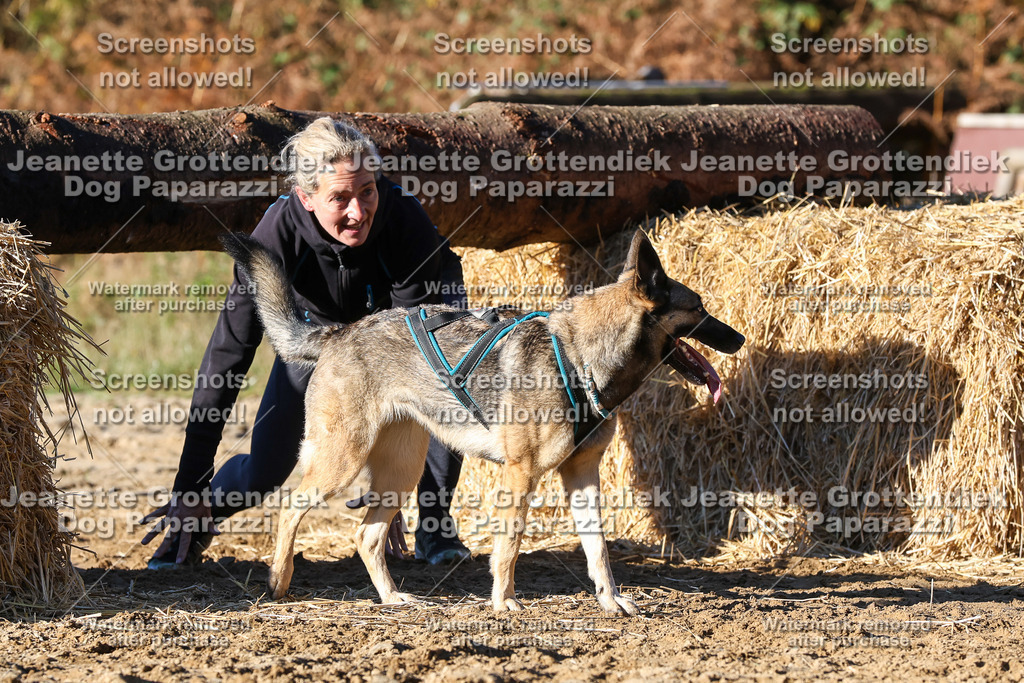 Dog Paparazzi - Strongdog 10-25-1727 | Dog Paparazzi Jeanette Grottendiek Fotografie & Videografie - Realisiert mit Pictrs.com