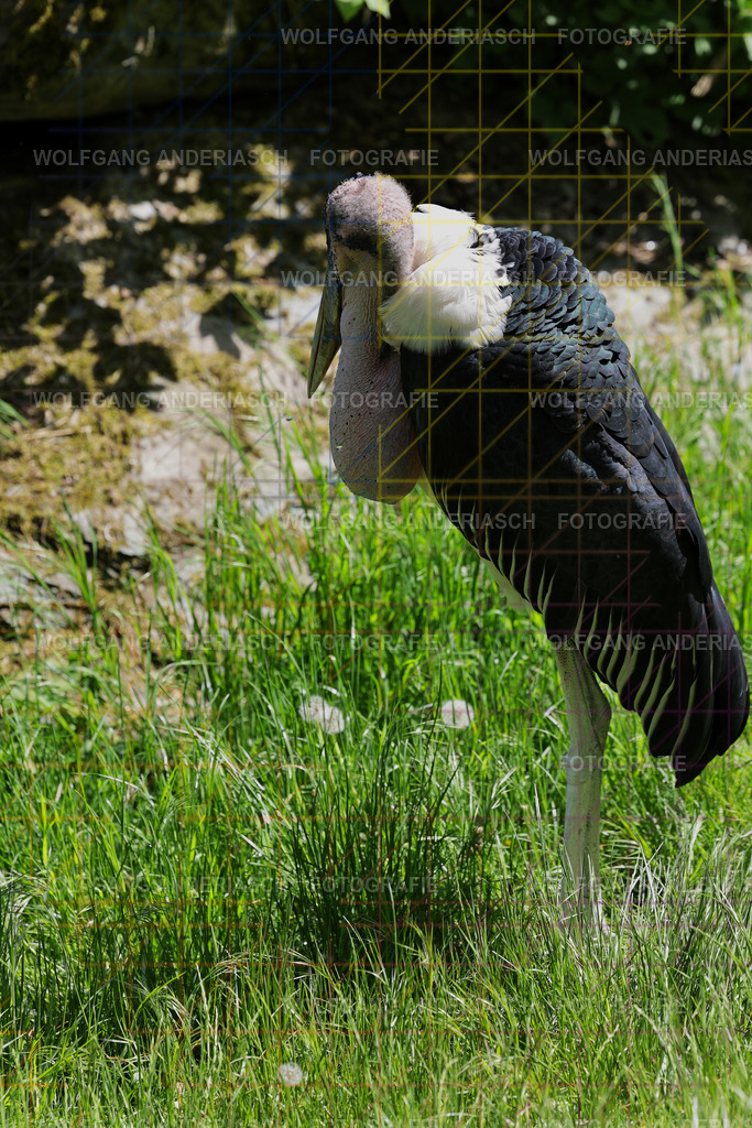 253L1057_wa | Ein stiller Moment im Opel Zoo: Der Blick des Tieres erzählt von Gelassenheit, Präsenz und Nähe. Ungestellt, ruhig und auf Augenhöhe fotografiert – ein Augenblick, der bleibt. - Realisiert mit Pictrs.com