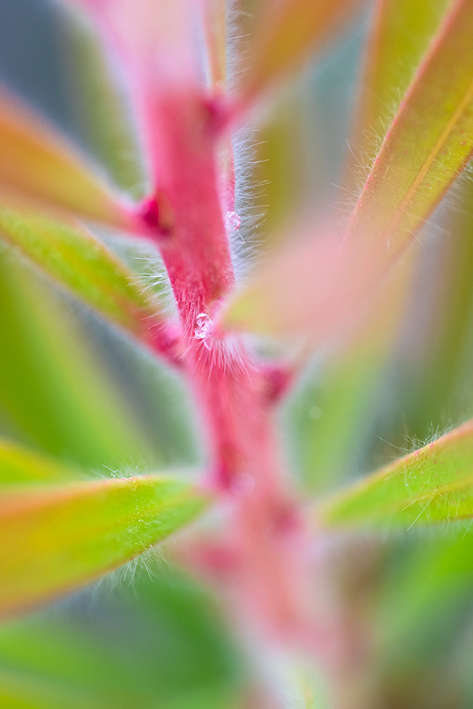 d_2021_06_0655 | Melaleuca glauca - Realisiert mit Pictrs.com